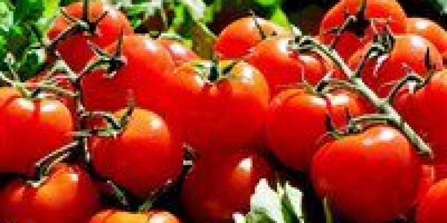 الطماطم تولع السوق.. أسعار الخضار تقفز بشكل مفاجئ