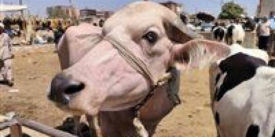 نصائح للتأكد من سلامة الأضحية وجودة اللحمة في عيد الأضحى.. الصوف والإفرازات