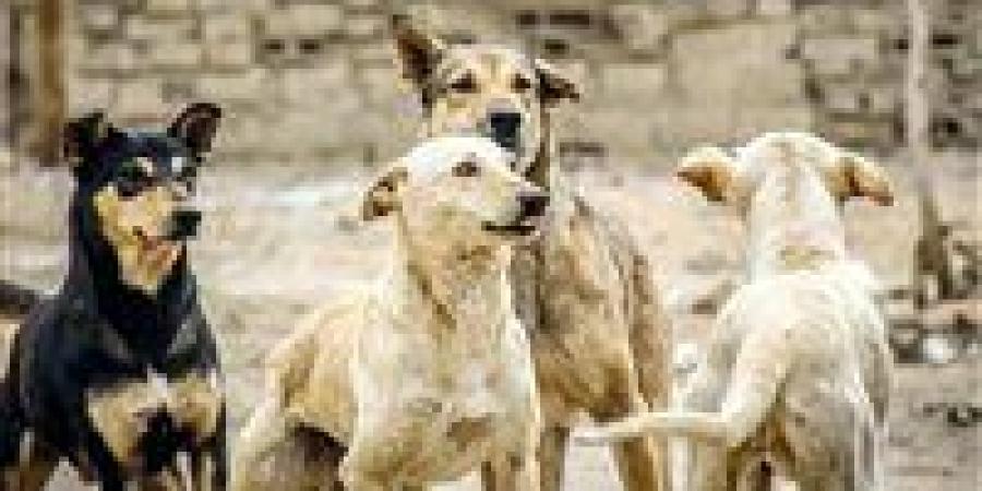 أجولة وكلاب واتهام بالتسميم.. ماذا حدث داخل تجمع سكني بمدينة نصر؟