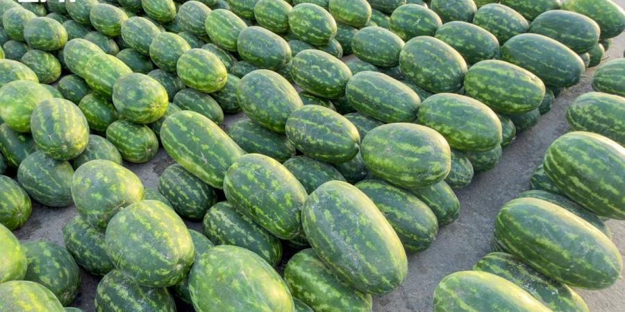 مع بدايات الموسم.. نمو في الحركة التجارية بسوق «الحبحب» في بريدة