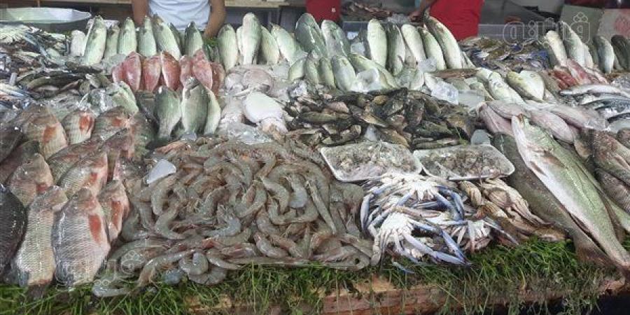 أسعار السمك اليوم، انخفاض كبير في 5 أصناف منها البلطي والبوري والكابوريا