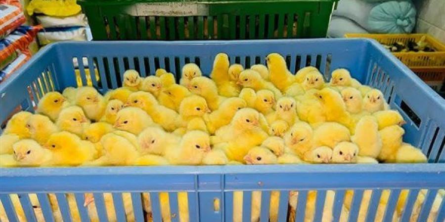 أسعار الكتاكيت والبط اليوم الجمعة في بورصة الدواجن