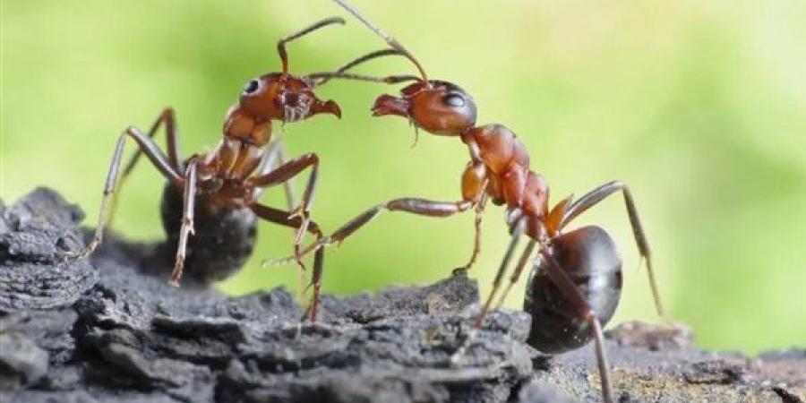 هل انتشار النمل في البيت علامة على الحسد؟، وما حكم قتله