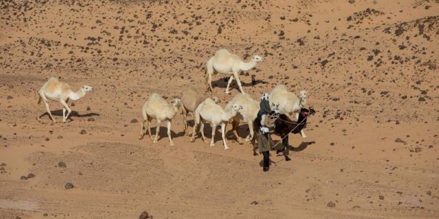 الخيول العربية وقطعان الإبل ترسم ملامح الأصالة 
في صحارى الحدود الشمالية وتجسد عمق الموروث