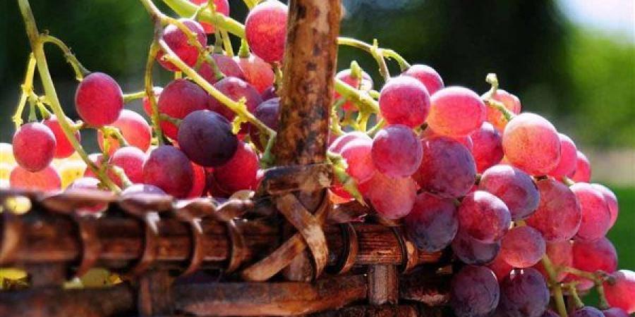 تفسير حلم زرع العنب في المنام وعلاقته بالنجاح والازدهار العائلي والمهني