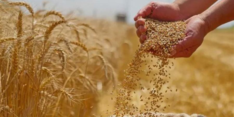 ارتفاع أسعار القمح عالميا بسبب توترات البحر الأسود، والذرة تسجل أعلى مستوى في شهرين