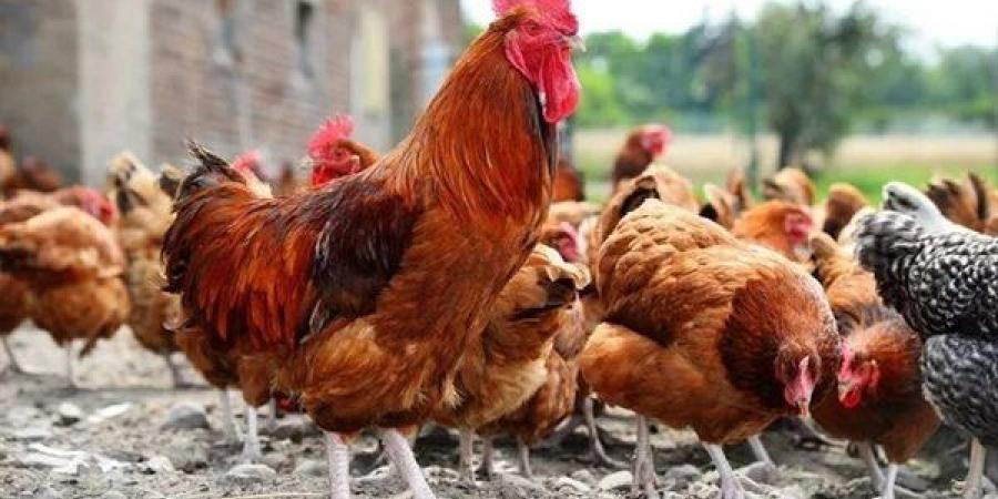 ارتفاع البيضاء وانخفاض البلدي، سعر الفراخ اليوم الأربعاء 22 يوليو 2026