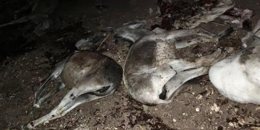 ضبط 3 أشخاص ذبحوا 9 حمير بطهطا في سوهاج