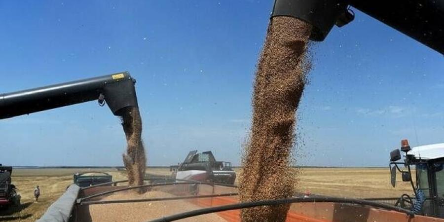 مستوردو الحبوب بآسيا يتجهون لمصادر بديلة مع اضطراب البحر الأسود - النيل نيوز