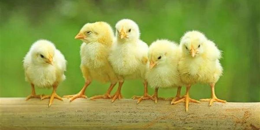 5 جنيهات ارتفاعًا للأبيض، أسعار الكتاكيت والبط اليوم الجمعة في بورصة الدواجن - النيل نيوز