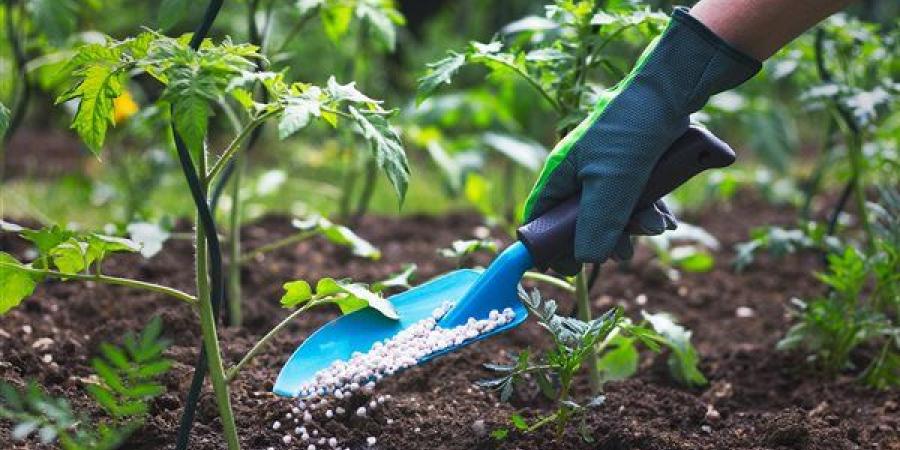 انخفاض السلفات 1243 جنيها وارتفاع اليوريا المخصوص، أسعار الأسمدة اليوم في الأسواق - النيل نيوز