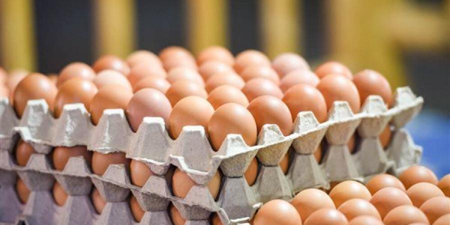 ارتفاع الأحمر والأبيض، سعر كرتونة البيض اليوم السبت في بورصة الدواجن - النيل نيوز