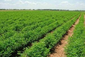 مركز المناخ ينبه إلى أهمية بداية أكتوبر للمحاصيل خلال انتقالها من الصيف إلى الخريف