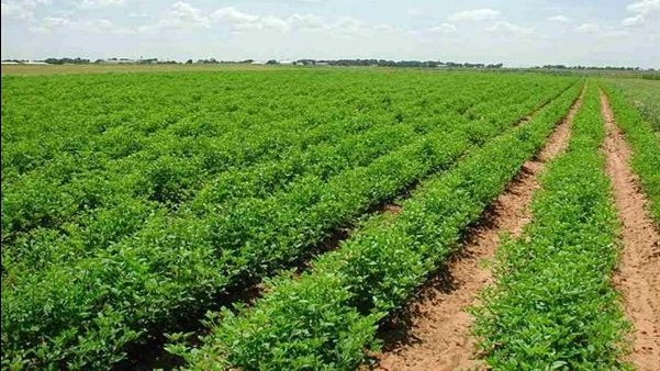 مركز المناخ ينبه إلى أهمية بداية أكتوبر للمحاصيل خلال انتقالها من الصيف إلى الخريف