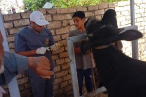 قافلة بيطرية مجانية من وزارة الزراعة في أسيوط لفحص وعلاج 591 رأسًا من الماشية
