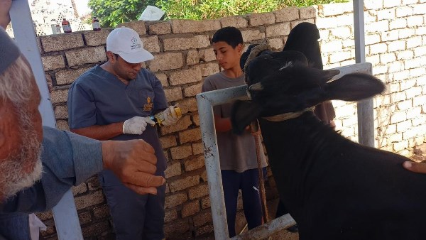 قافلة بيطرية مجانية من وزارة الزراعة في أسيوط لفحص وعلاج 591 رأسًا من الماشية