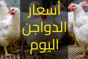 أسعار الفراخ والبيض تسجل ارتفاعًا جديدًا والكيلو يصل إلى 135 جنيها