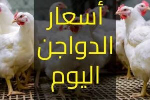 أسعار البيض والفراخ تشهد ارتفاعًا ملحوظًا في الأسواق اليوم