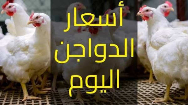 أسعار البيض والفراخ تشهد ارتفاعًا ملحوظًا في الأسواق اليوم