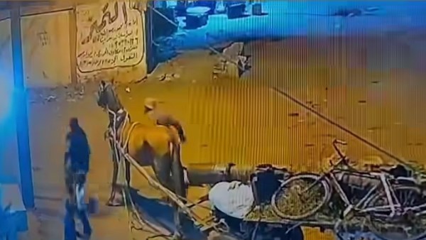 شاب يعتدي على آخر في المحلة باستخدام جنزير و15 غرزة نتيجة خلافات سابقة
